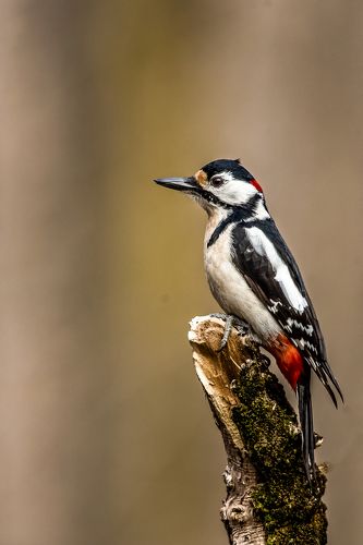 Голям пъстър кълвач Great Spotted Woodpecker
