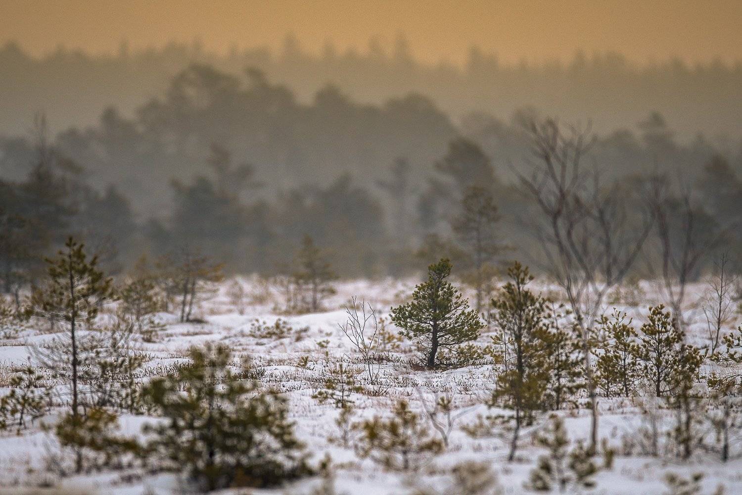 , Kreicbergs Maris