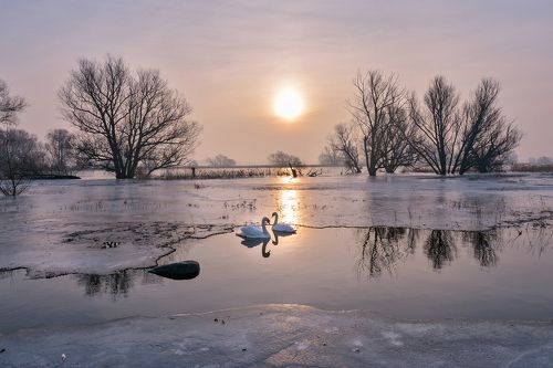 Courting of swans