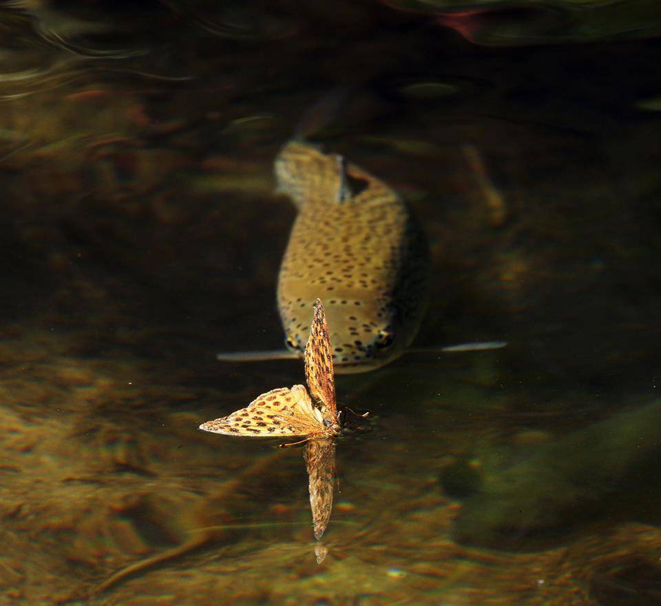 Форель.Бабочка.Река.Схватка., Илья Бышнёв