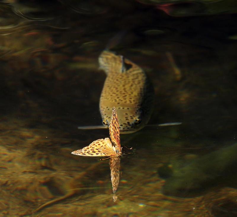 Форель.Бабочка.Река.Схватка. пятнистая схватка фото превью