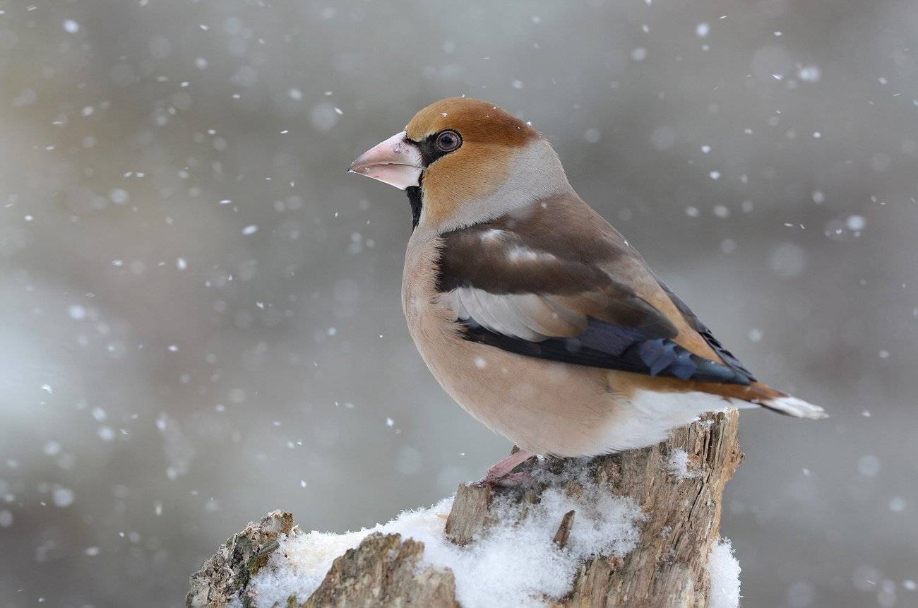 дубонос,самец,снег,метель,бор, Иван