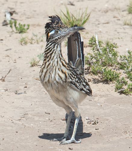 Greater Roadrunner - Калифорнийская земляная кукушка