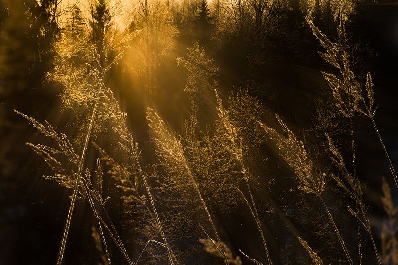 Золотой иней фото превью