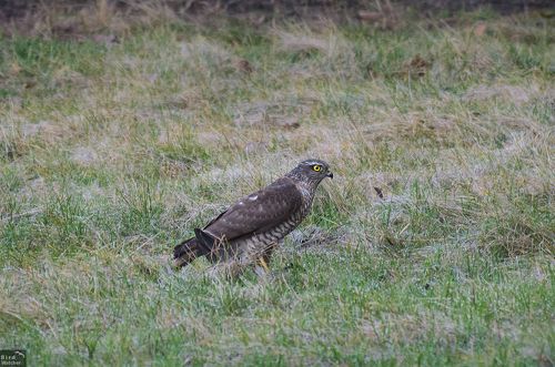 Eurasian sparrowhawk