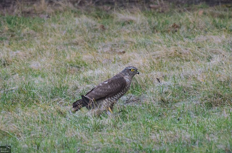 Eurasian sparrowhawk, Ястреб-перепелятник, Accipiter nisus, птицы, природа, хищные птицы, ястребы, bird, birds, Nature Eurasian sparrowhawk фото превью