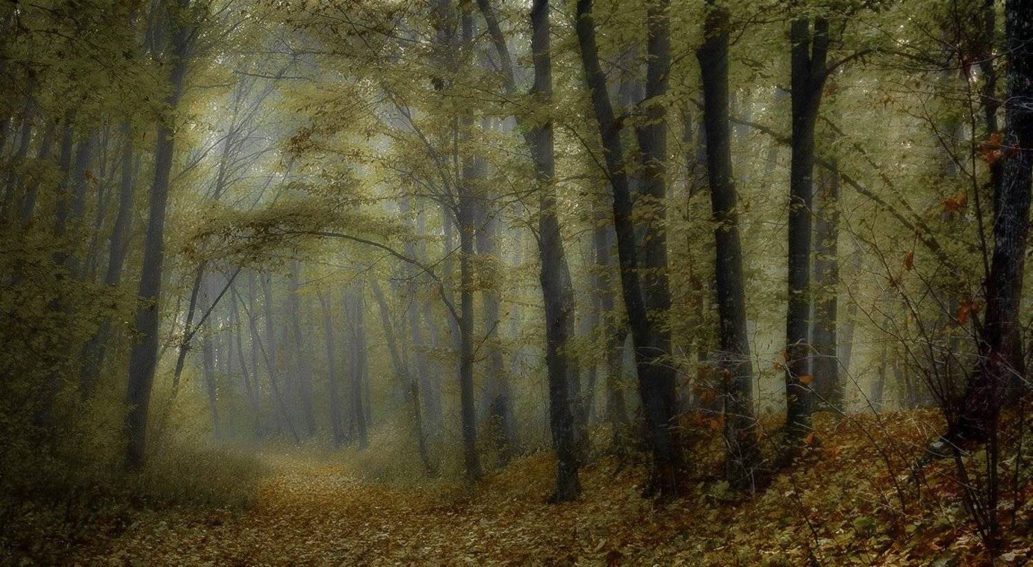 autumn, leaves, Gabriel Prescornita