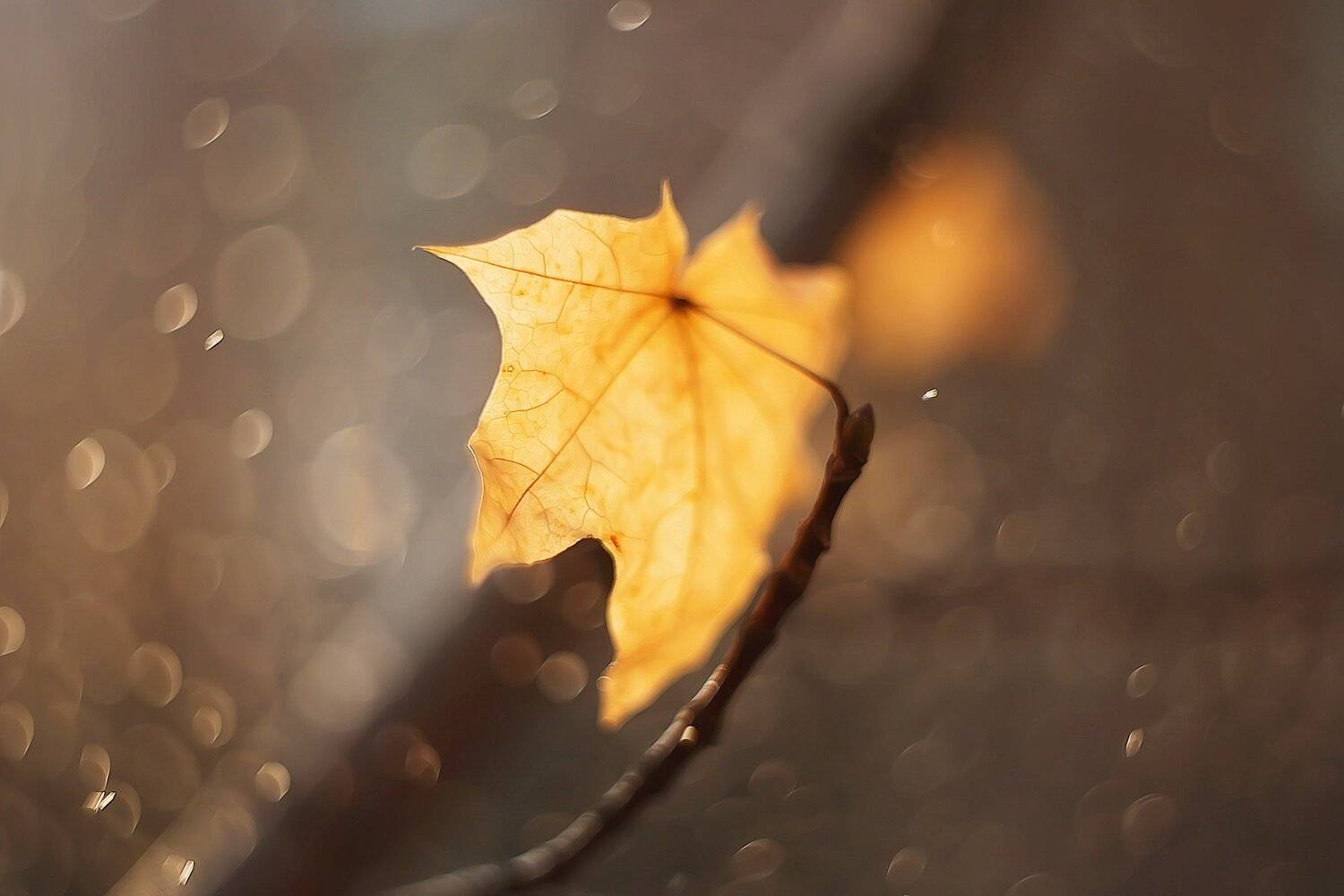 autumn nature bokeh , Анастасия Колесникова