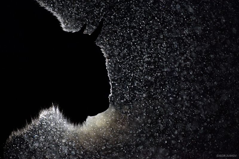 зубр, метель, снег, ночь, калужские засеки, european bison, bison, night, snow, дыхание Ночной гость фото превью