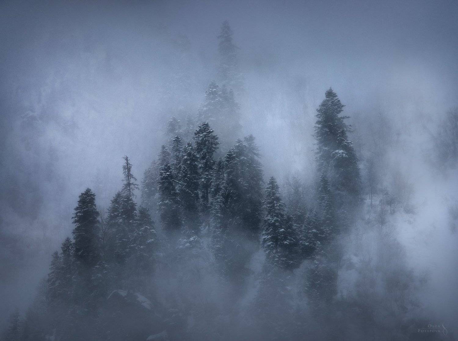 туман, кчр, домбай, горы, мистика, зима, кавказ, пихты, Степаненко Ольга