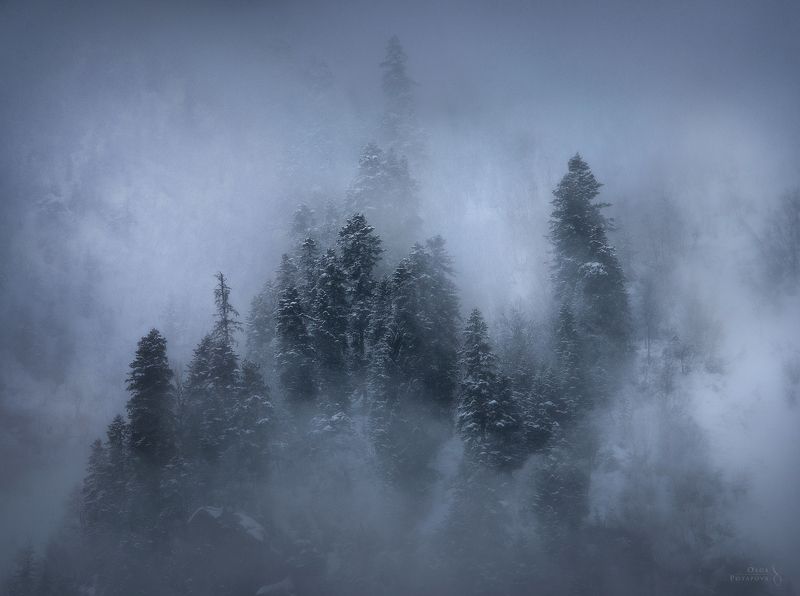 туман, кчр, домбай, горы, мистика, зима, кавказ, пихты Видения зимы фото превью