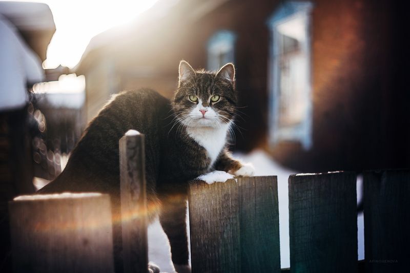 зима, кот, гелиос Котейка фото превью