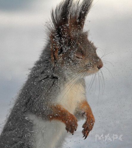 Снежок