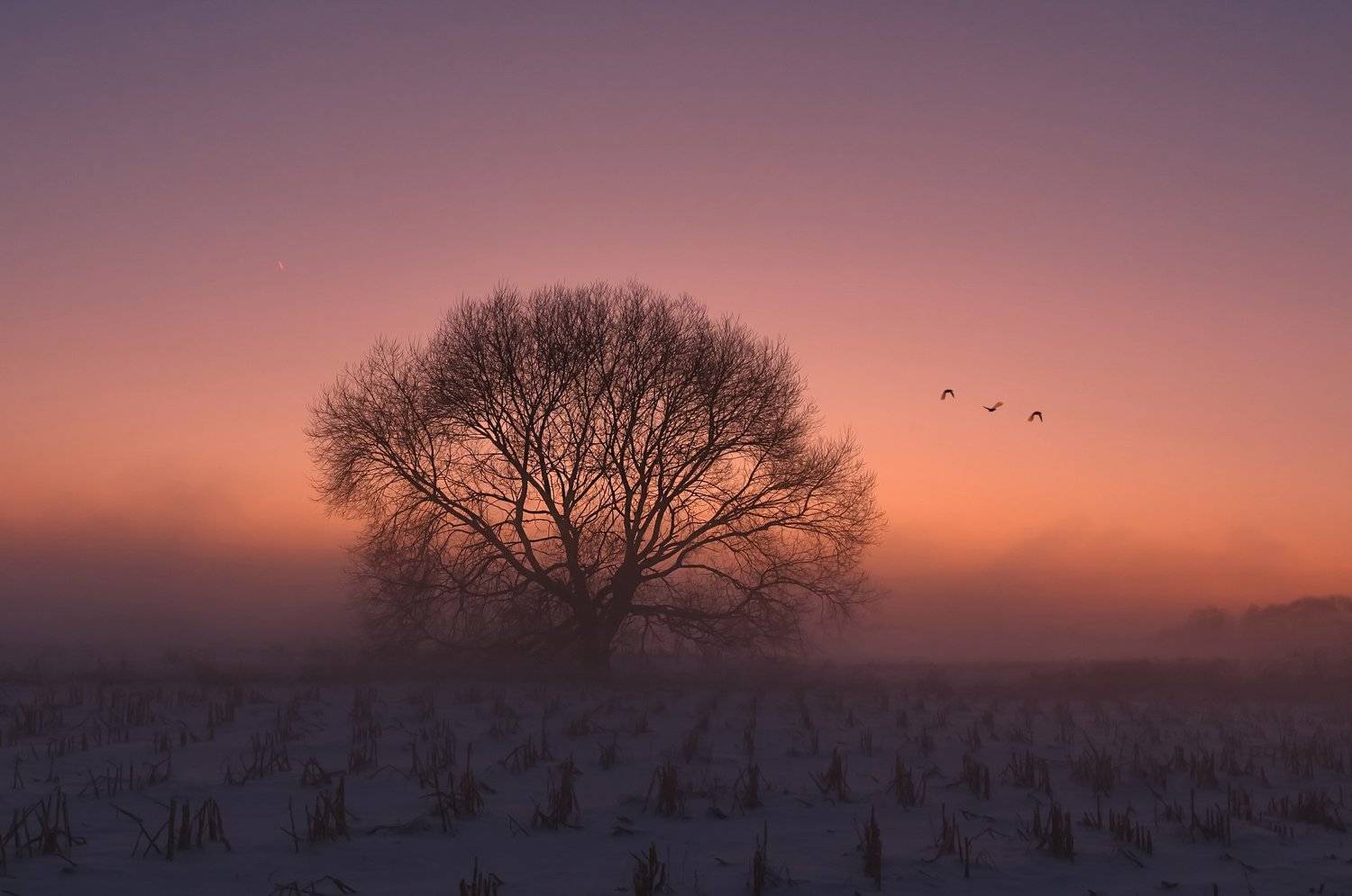зима, закат, свислочь, беларусь, туман, Александр Гвоздь