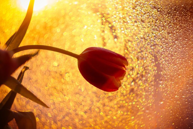 макро, тюльпан, весна, утро, солнце Солнечный тюльпан фото превью