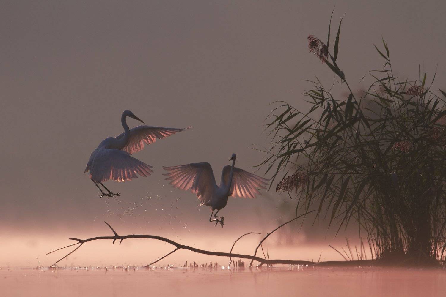 great egret, mist, sunrise, pond, nature, wildlife, morning, Grzegorz Zimny
