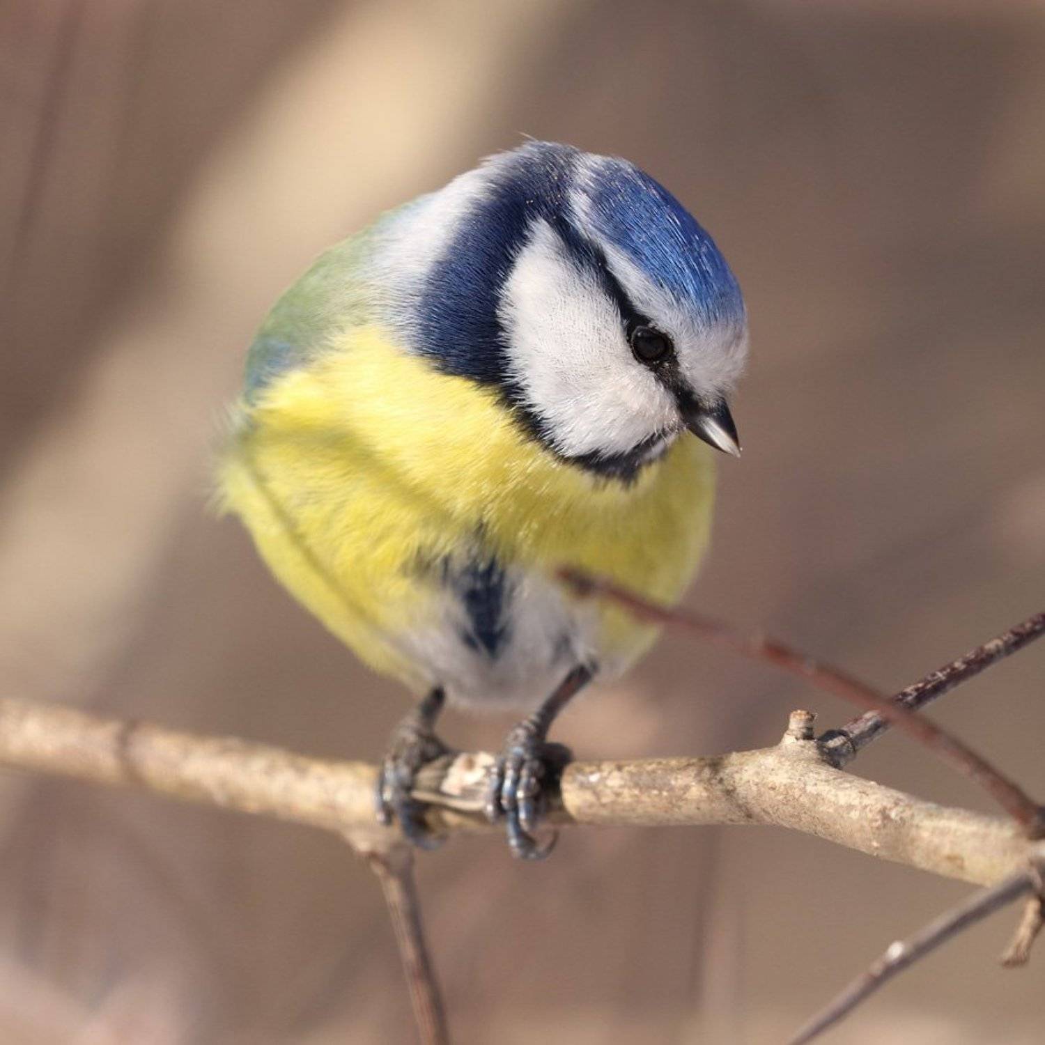 , Николай Бобов