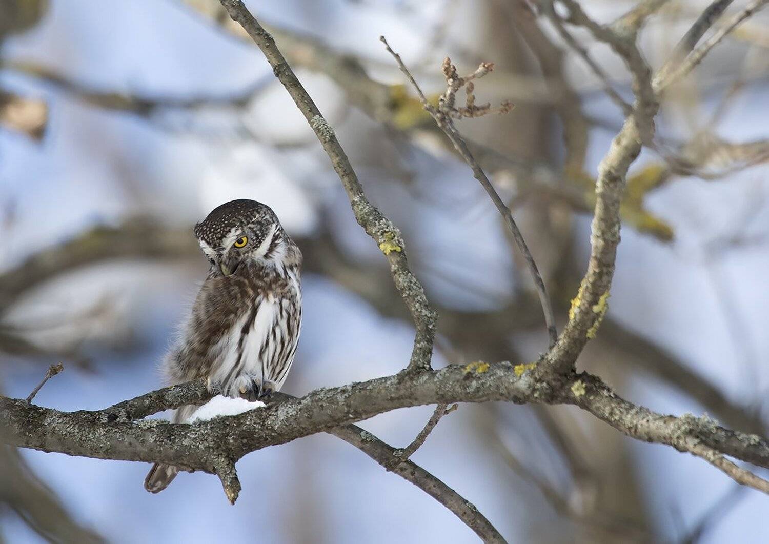 , Иваненко Светлана
