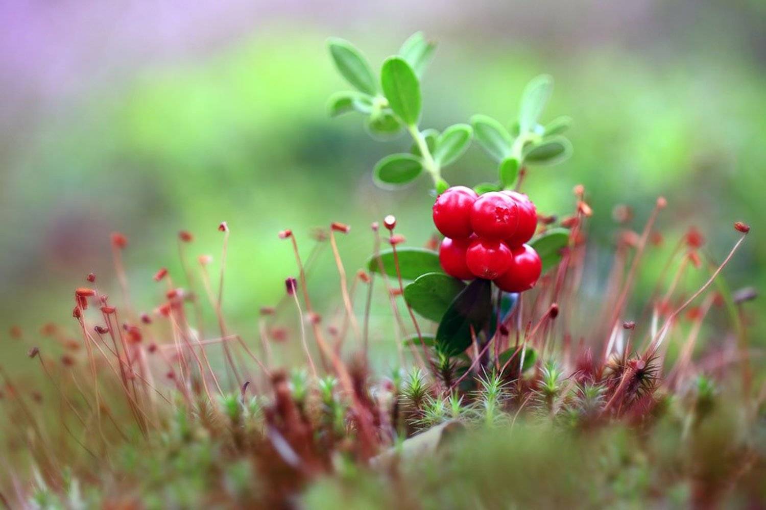 лес,ягоды,мох,, Виктор Шнайдер