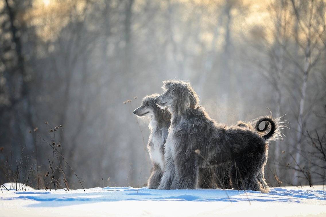 , Андрей Ершов