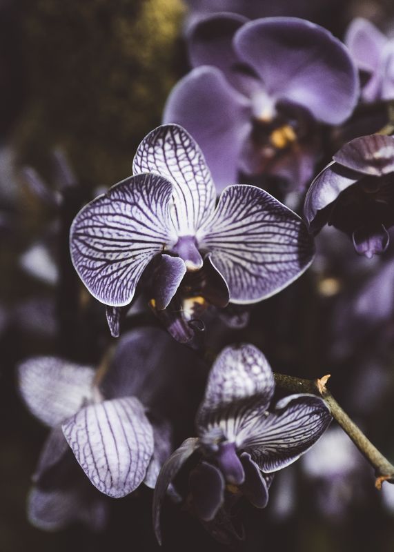 tropical summer фото превью