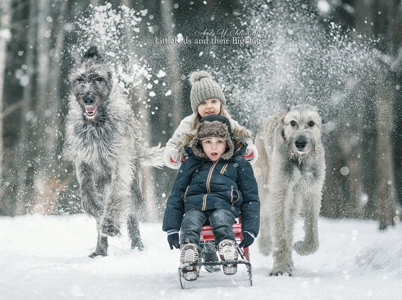 Crazy sleigh ride accompanied by Irish wolfhounds фото превью