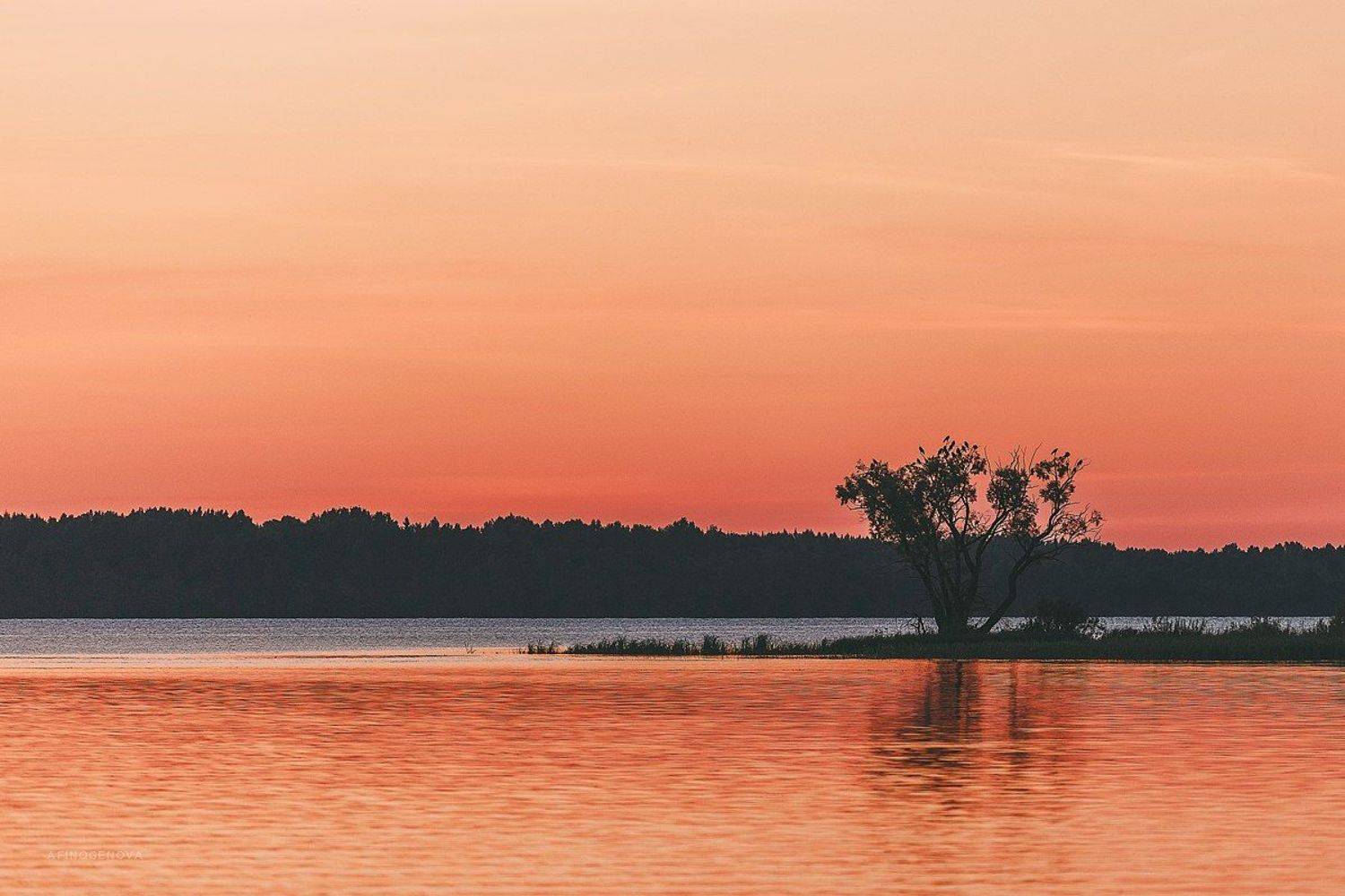 вечер, закат, лето, озеро, отражение, дерево, Татьяна Афиногенова