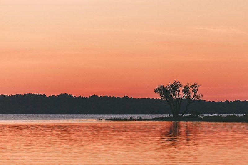 вечер, закат, лето, озеро, отражение, дерево На закате дня фото превью