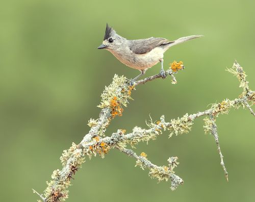 Синица чёрнохохлатая - Black-crested Titmouse