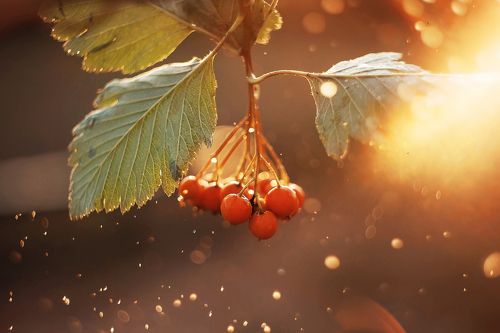 Sunlight