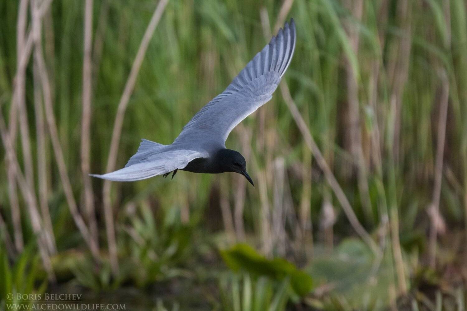 , Борис Белчев