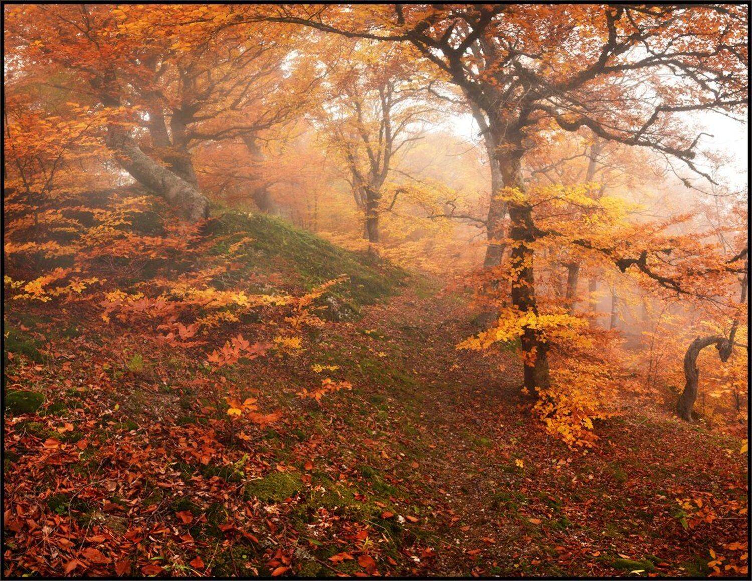 , Владимир Метцгер