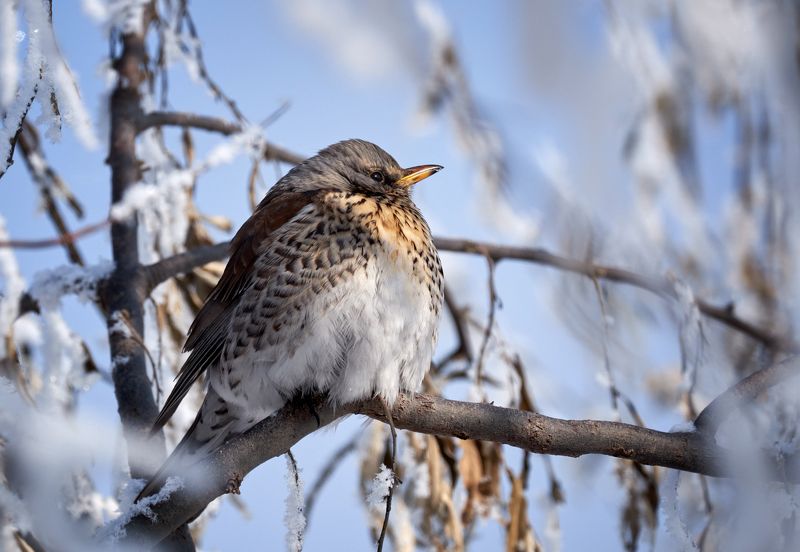 Весна... фото превью