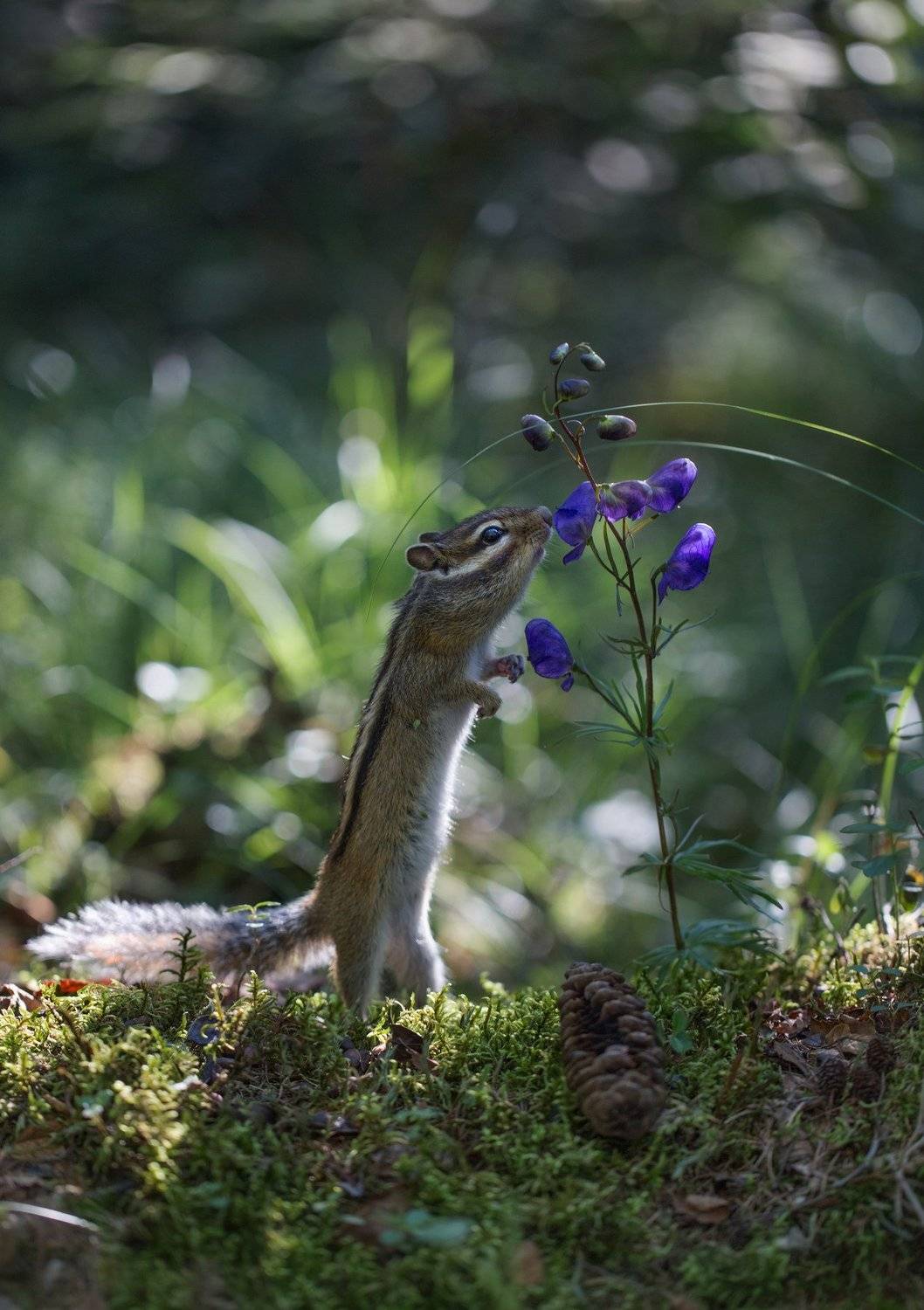 якутия, нерюнгри, бурундук, аконит, Евгения Левина