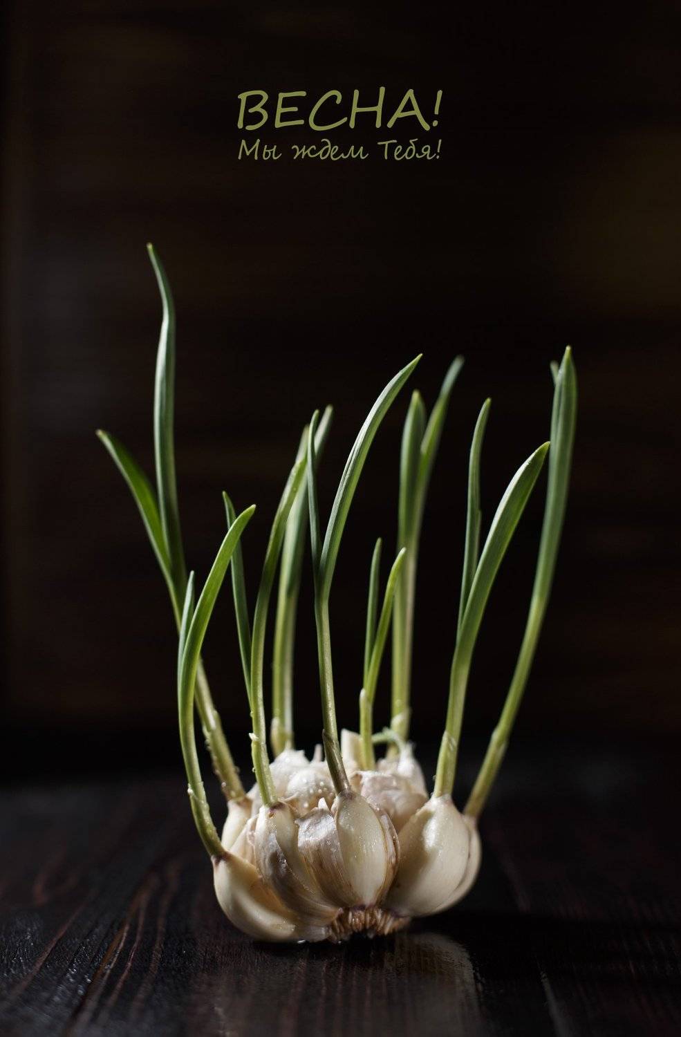 , Динеева Анна