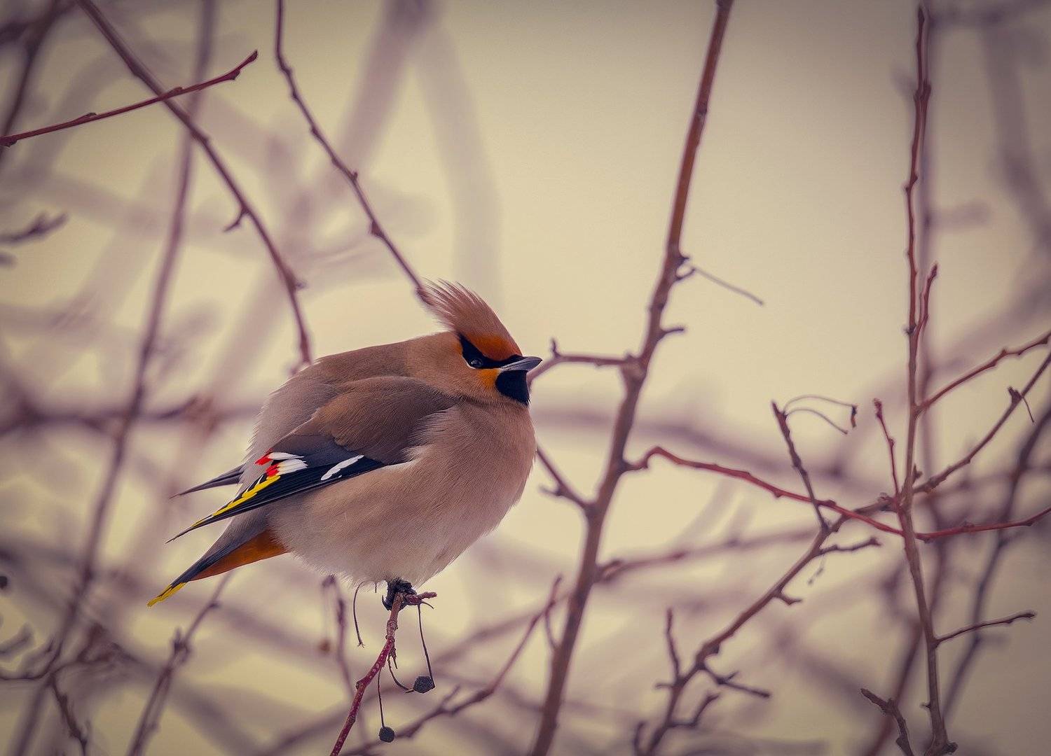 , Александр Макеев