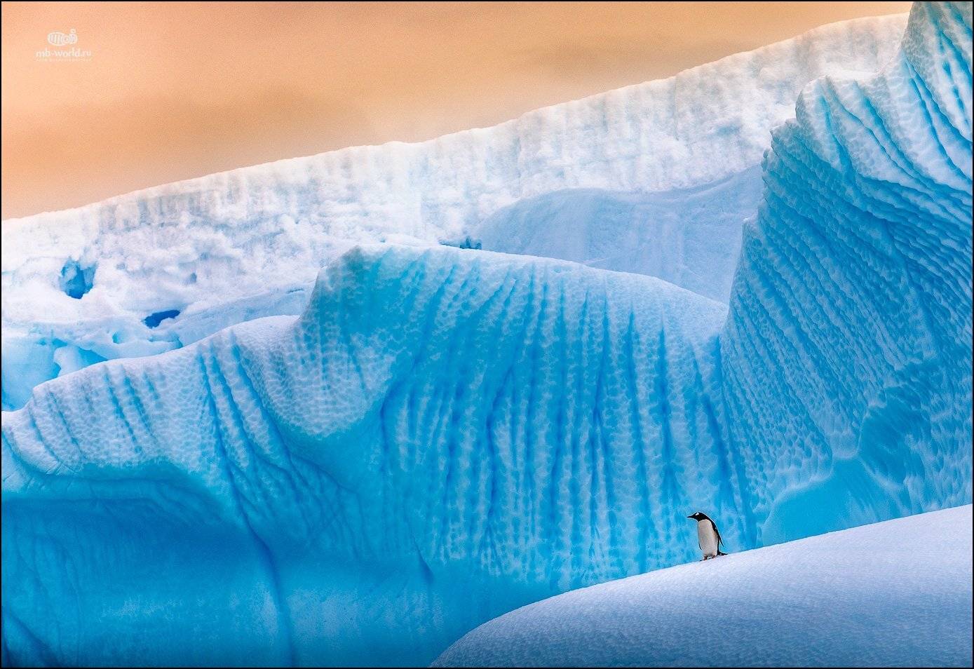 Антарктида, айсберг, пингвин, лед, , Михаил Воробьев