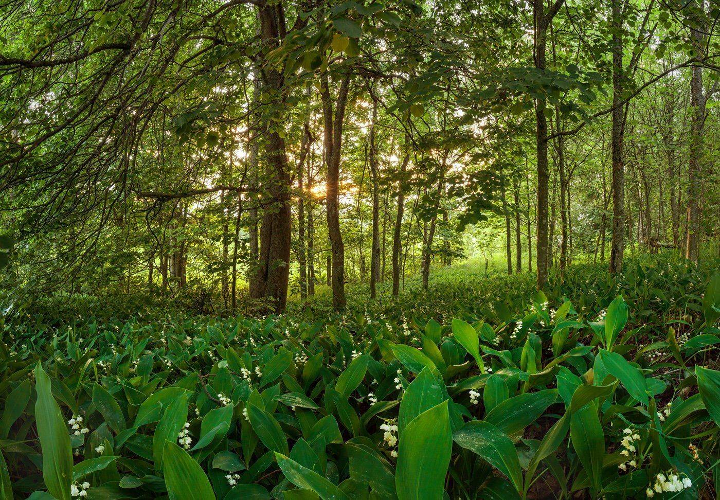 ленинградская область, ленобласть, ландыши, лес, Арсений Кашкаров
