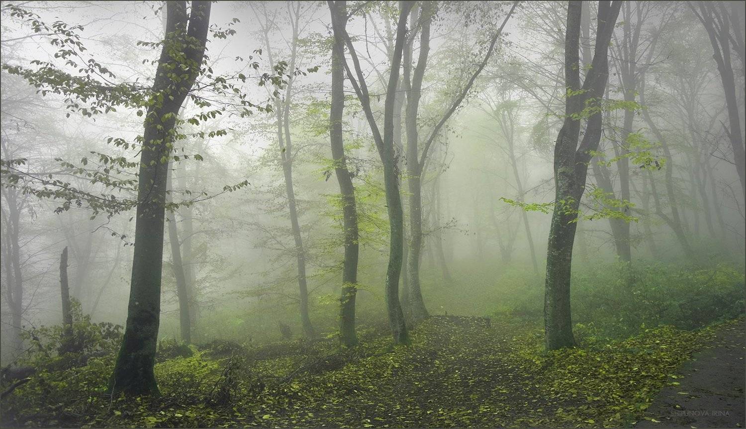 , Шипунова Ирина