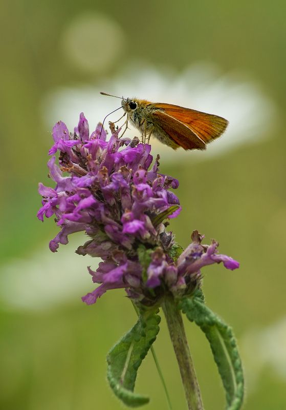 Толстоголовка фото превью