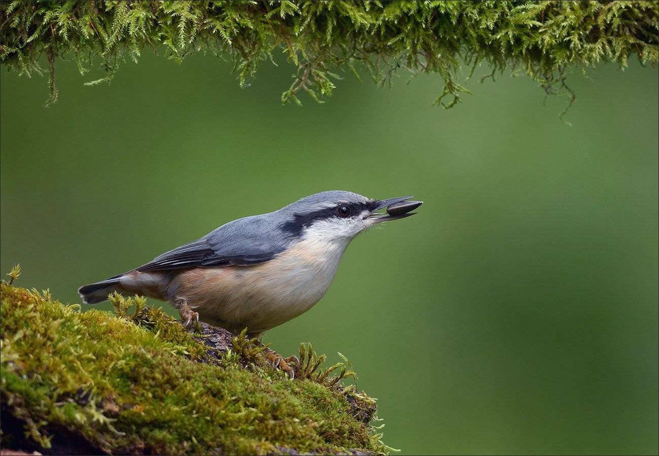 поползень, Андрей Медведев
