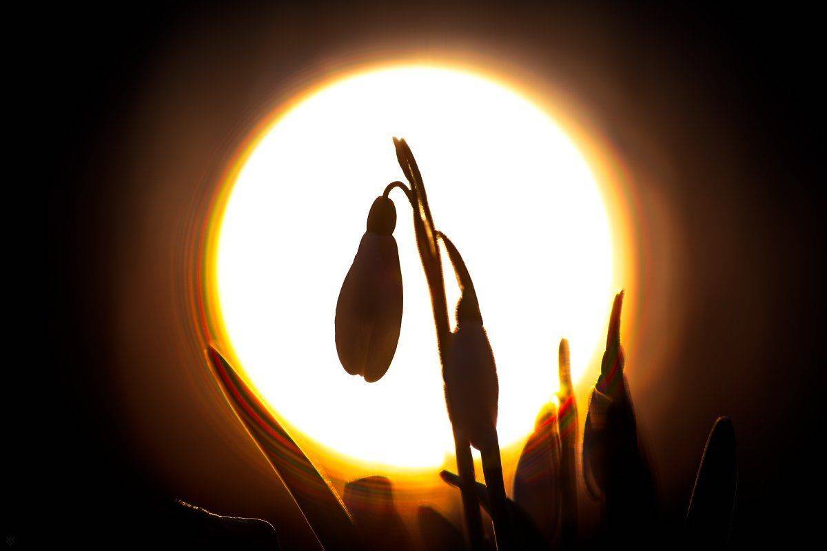 flora, flower, spring, sunset, Wojciech Grzanka