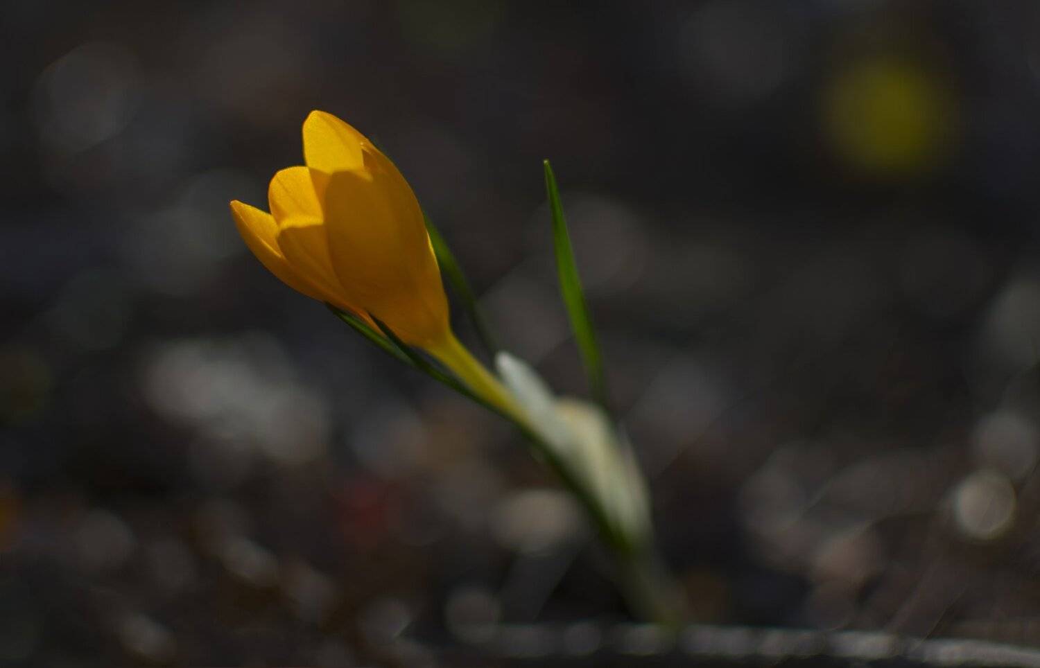 ceclii, nikon d3400, Tsvetan Ganev
