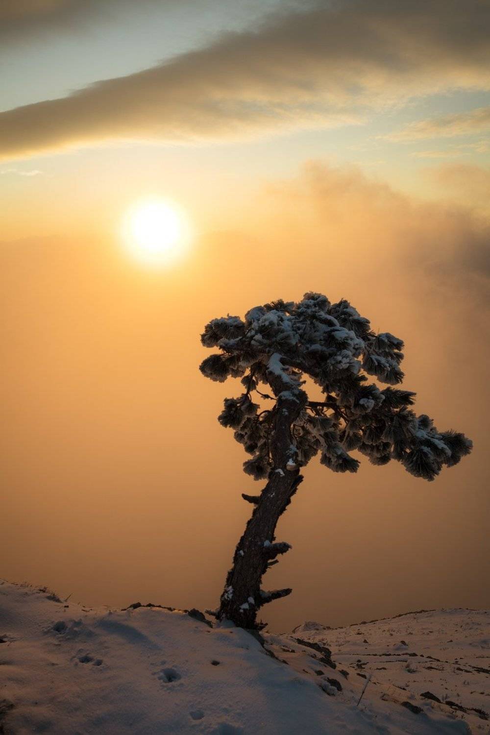 утро, пейзаж, восход, солнце, облака, дерево, крым,, Сергей Шульга