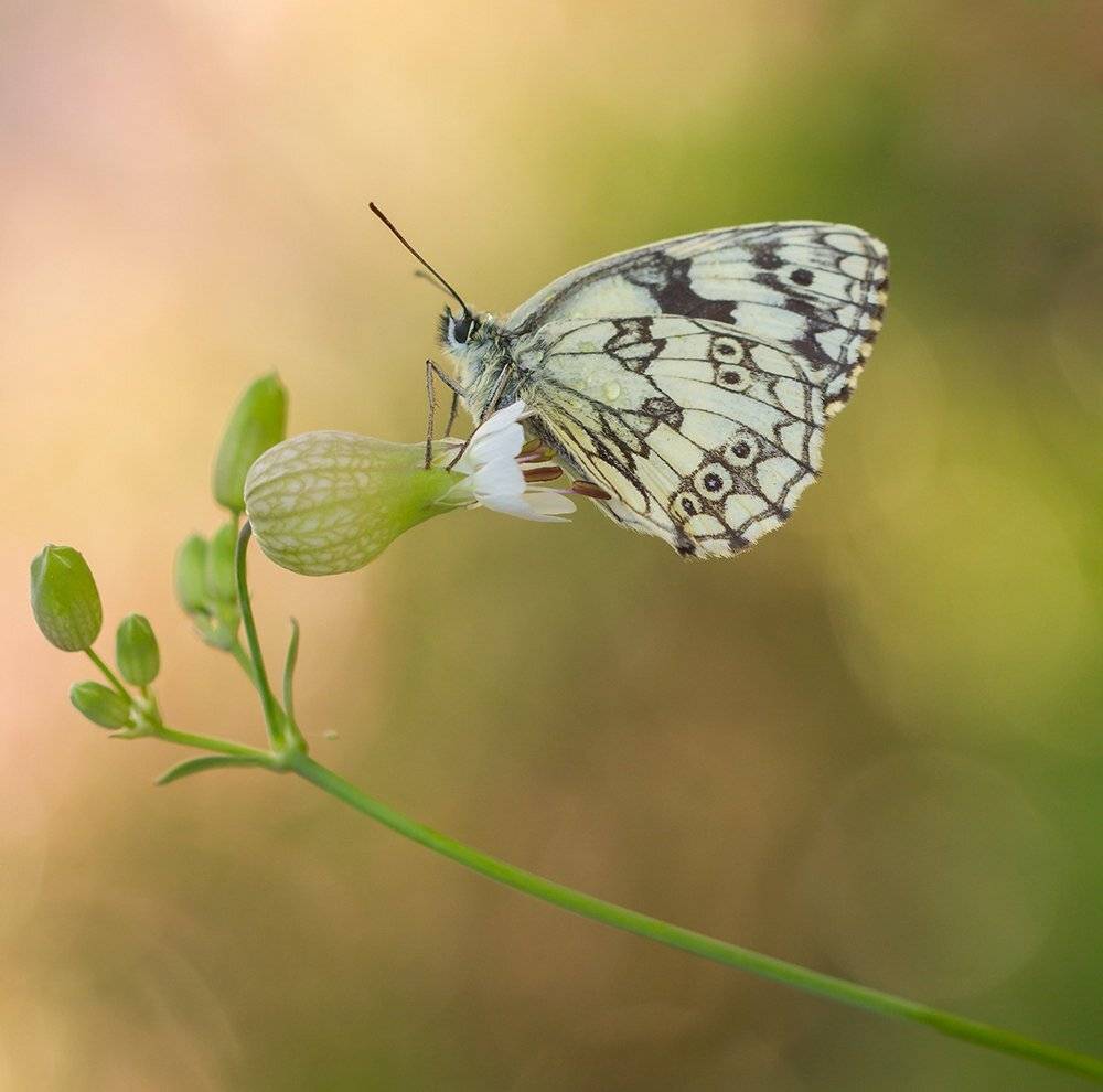 , Pawel Plucinski