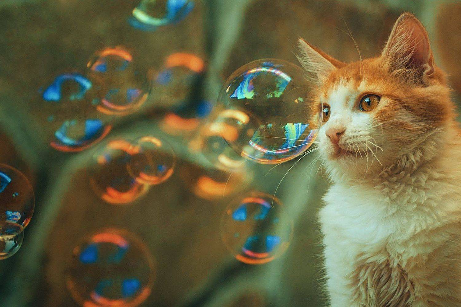 кот, рыжий, Вьюшкин Игорь