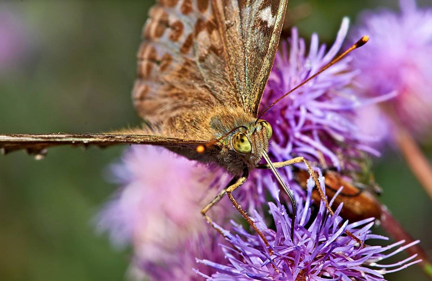 макро, Александр Демин