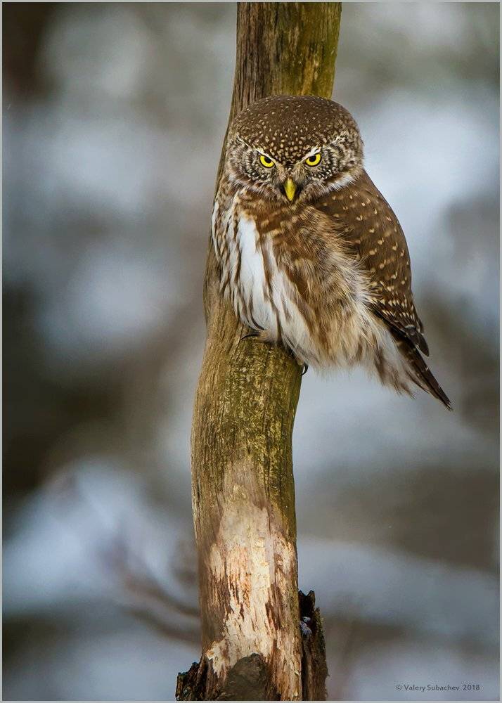 , Валерий Субачев