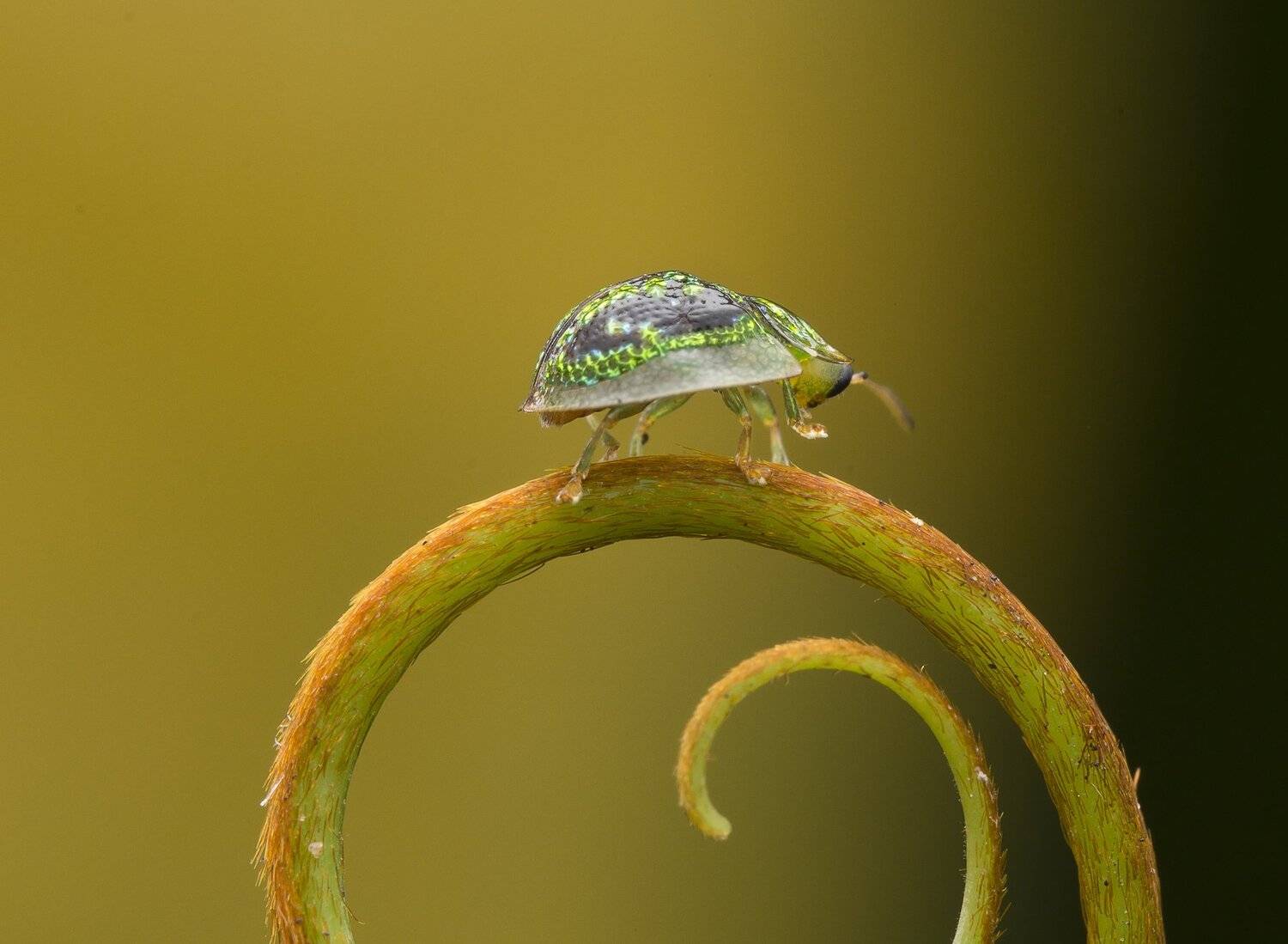 #macro#tortoise_beetle#colors, Choo How Lim