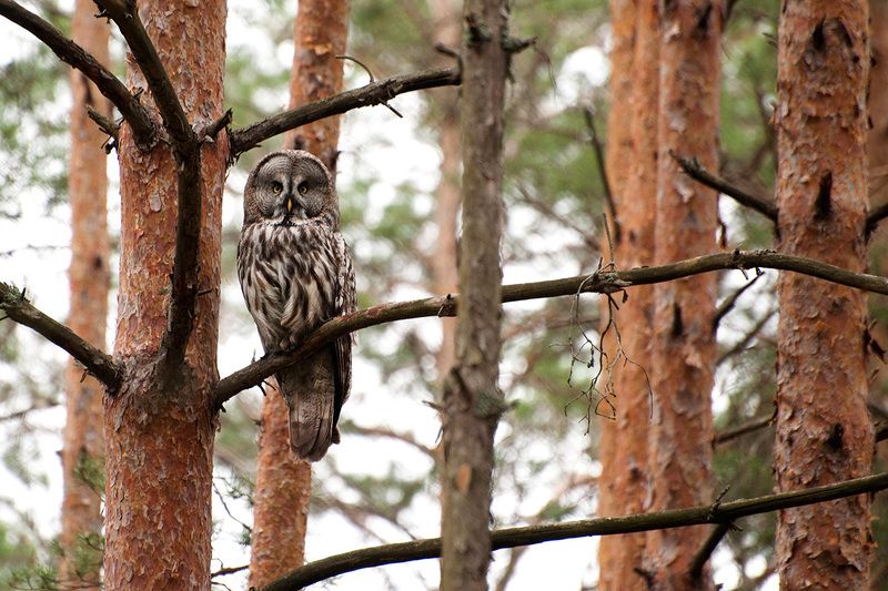 Бородатая неясыть фото превью